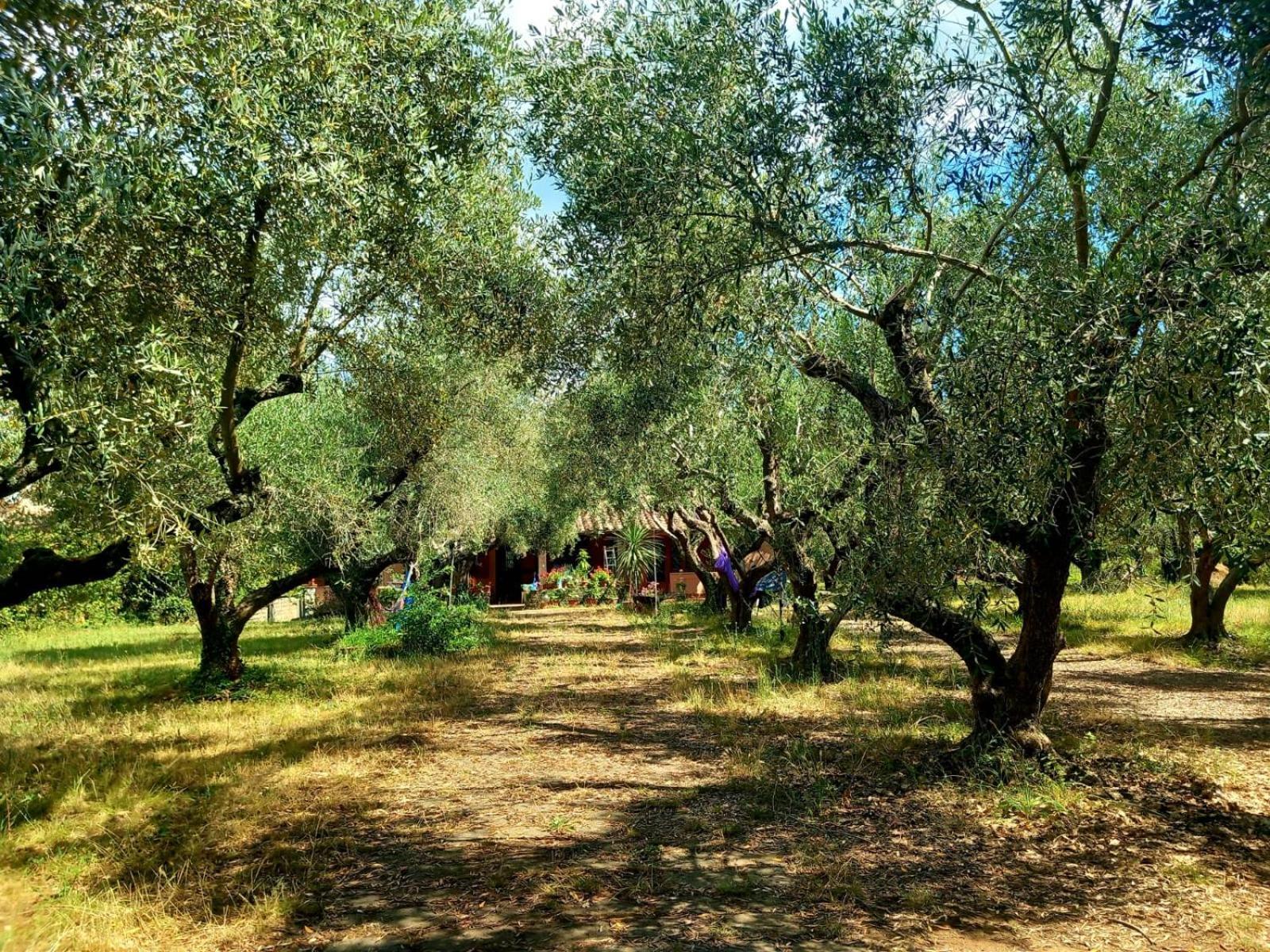 All'Ombra Degli Olivi Pisciarelli Exteriér fotografie