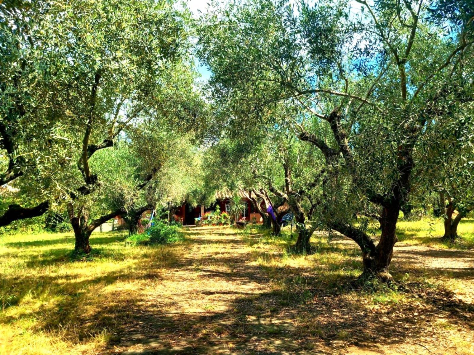 All'Ombra Degli Olivi Pisciarelli Exteriér fotografie